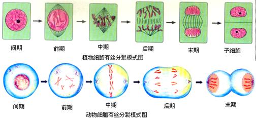 细胞有丝分裂的重要意义(特征,是将亲代细胞的染色体经过复制以后