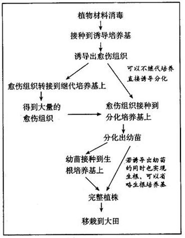 植物组织培养流程