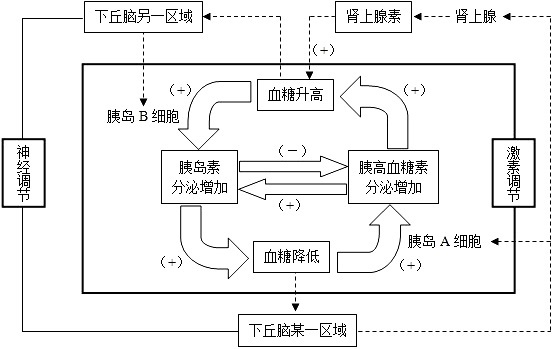 血糖平衡的调节