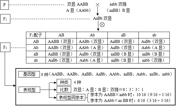 基因自由组合定律及其特点