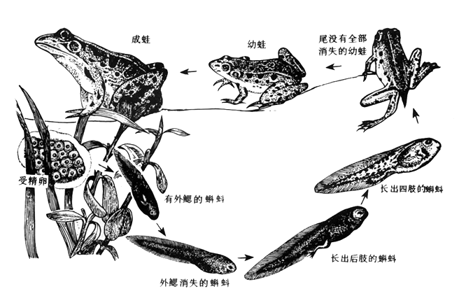 青蛙的发育过程