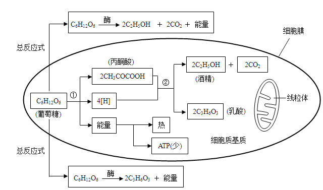 2,无氧呼吸