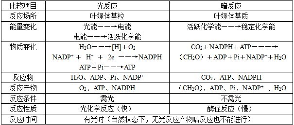 光反应与暗反应的比较