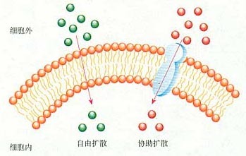 1,被动运输方式示意图