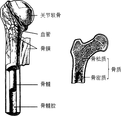 骨的内部结构