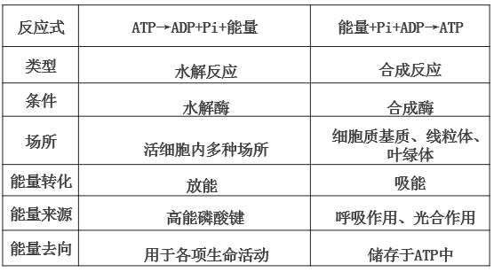 2,atp和adp的转化