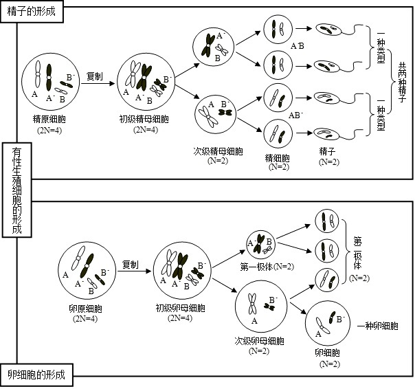 减数分裂的过程