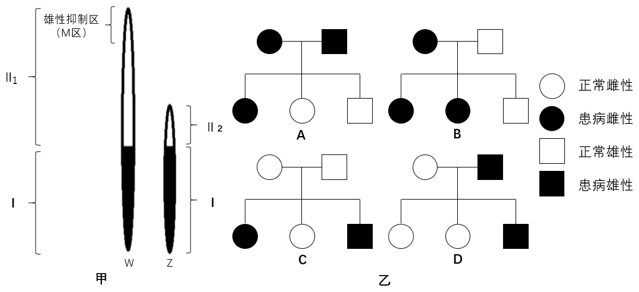 和片段),該部分基因不互為等位基因.圖乙是4個遺傳系譜圖.(12分)